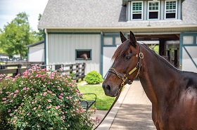 Celebrating the History and Majesty of the Horse