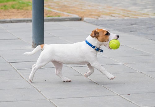 Tennis ball recycling helping event owners win the green game