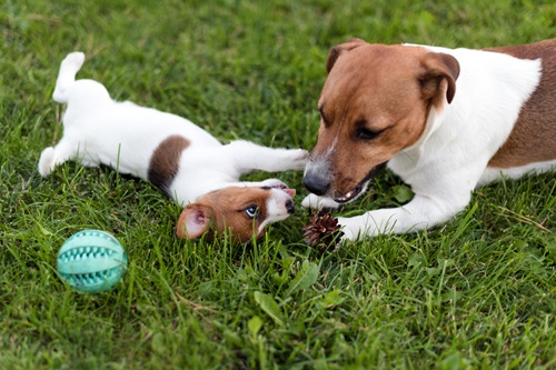 “Airbnb for Canines” Attracting Attention from Traveling Families