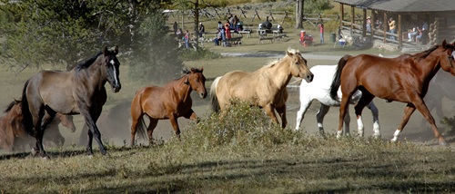 Dude ranches, which include trail rides and campfire cookouts, are a key destination in those seeking nostalgia. Photo © Geoffrey Kuchera | Dreamstime.com