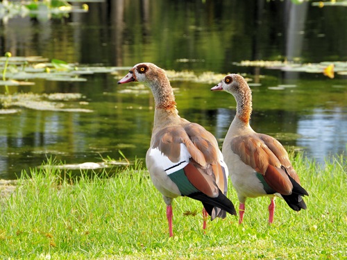 Geese on golf course