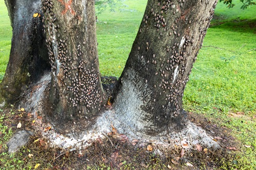 Spotted Lantern Flies are this summer's invasive insects