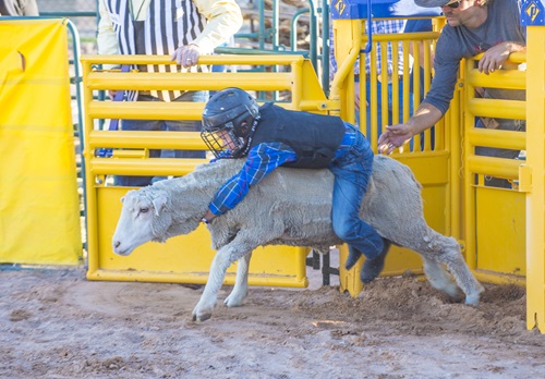 Mutton Bustin'