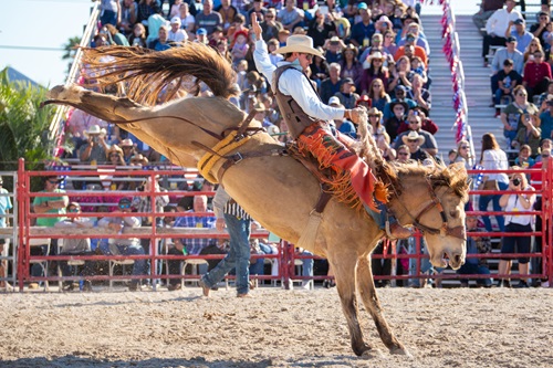 Bronc Riding